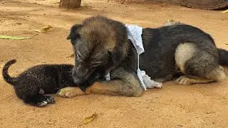 How the Smaller Win Bigger ? #dog #big #small