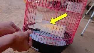 🔴CARA BARU MENANGKAP BURUNG ! HASILNYA DILUAR DUGAAN