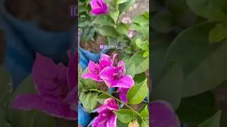 📌 best thai verity bougainvillea collection / 200+ Thai verity / whatsapp  9804433746