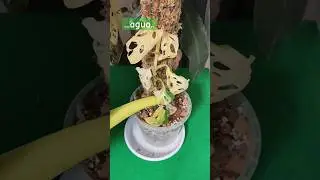 &iquest;Como TRASPLANTAR y TUTORIZAR tu Monstera Adansonii variegada?