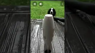 over-engineer cannon rounds/dog fetch machine