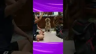 நான் இல்ல சார்‼️😭😂🤣 #dog #funny #dubbingcomedy