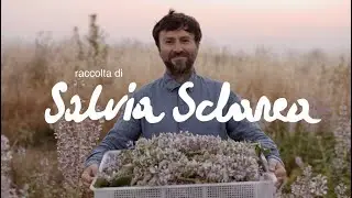 Orti Geometrici &ndash; Raccolta di Salvia Sclarea