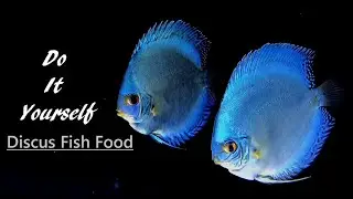HOW TO: Make DIY fish food - Best recipe - DISCUS FOOD