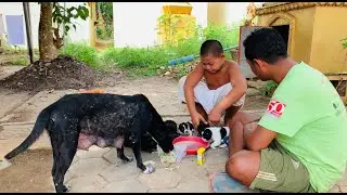 An Act of Pure Kindness: Feeding a Homeless Mother Dog and Her Newborn Puppies. ❤️🙏