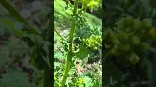 Butterweed & Ladybugs