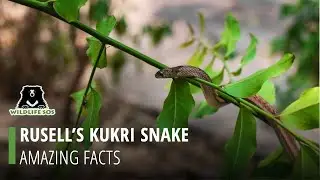 Facts About The Russell's Kukri Snake