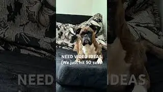 #music #funny #outerbanks #shorts #sound #dogs #doglife #trend