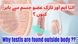 Why testis are found outside the body ? اتنا اہم عضو جسم سے باہر ہونے کی بڑی وجہ  doctortalk with gm