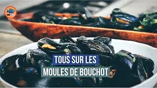 Tous sur les moules de bouchot (Reportage)