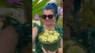 Как выращивать жирянки?