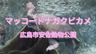 マッコードナガクビカメ/広島市安佐動物公園/McCord's Long-necked Turtle/Asa Zoo, Hiroshima City