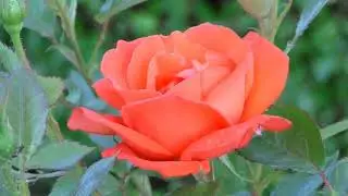Flower red rose blooming | Projapoti e Mon meluk pakhna | Fkm status video | beautiful