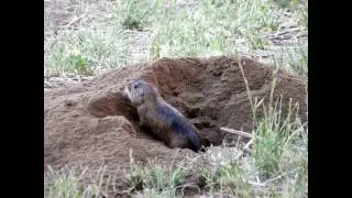 Tuco-tuco de los Talas (Ctenomys talarum occidentalis)