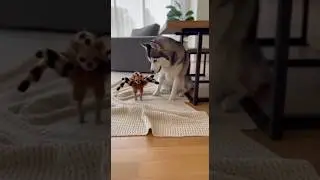 Looks Cute, Acts Fearless 😈#funny #pets #dog #funnyshorts #dogs #dogshorts #cute