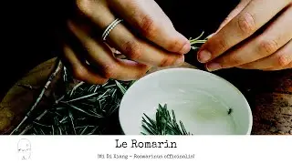 ALIMENT-SOIGNANT : LE ROMARIN (PROPRIÉTÉS ET RECETTES THÉRAPEUTIQUES)