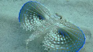 Facts: The Flying Gurnard