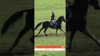 Last event of the season 😭 Zeb storming round the XC at Bicton! #horse #eventing #equestrian