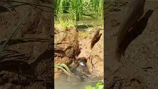 #relax #fish #nature ep610