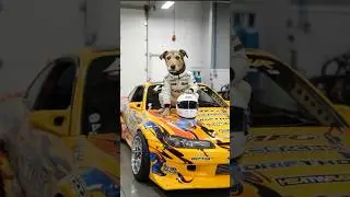 Bolt Versace - Built an @AdamLZ  S15! 😱🐶