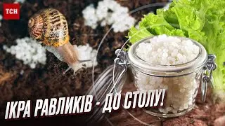🐌 Улитки и их икра! Харьковчане открыли необычный бизнес!