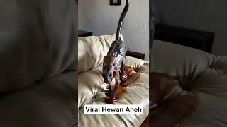 Viral Hewan Aneh Ditemukan Dirumah Warga #shorts #viralvideo #trending