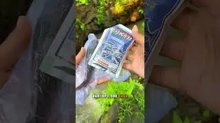 Microfishing bait #funfishing #fishing #fishing #goodfishing #fishingmania