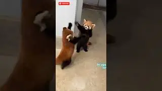 Ketika Panda Merah Melihat Batu, Lihat Reaksinya yang Unik Ini!
