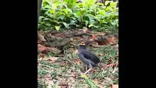 An Alert Myna!