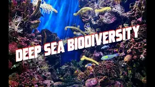 The Fascinating World of Deep Sea Biodiversity