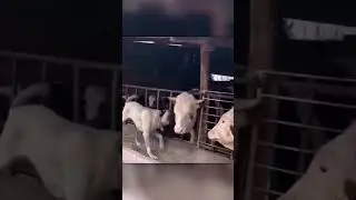This Dog and Bull Are More Than Friends &mdash; They&rsquo;re Family!