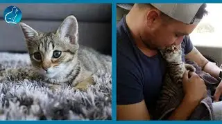 The Moment a Stray Kitten Realize He&rsquo;s Going to His Forever Home