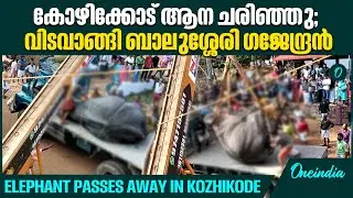 ഉത്സവത്തിനെത്തിച്ച ആന ചരിഞ്ഞു; സിസിടിവി ദൃശ്യങ്ങൾ പുറത്ത് | Elephant Passes Away; CCTV Footage Out
