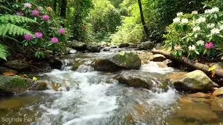 Instant Relief from Anxiety: Relaxing Stream & Birds in a Sun-Drenched Forest