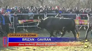 GAVRAN Benita Brajkovića i BRIZAN Dumanov, Park arena Vitez 2025