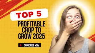 Top 5 Profitable Crop to grow in Nigeria in 2025