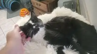 Precious Cat wakes up so fast. It's funny and cute! #cats #cat #meowvideos #cutecats 