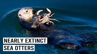 Tracking Elusive Sea Otters In Their Natural Habitat | Changing Seas | 4K