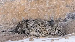 Snow Leopard with her cubs