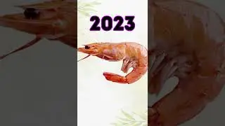 2023 Shrimp vs 5000 bce Shrimp