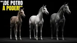 Las Etapas Del Crecimiento De Un Caballo Explicadas Paso A Paso