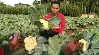 rahasia sukses tanam bunga kol dataran rendah