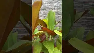 calathea lutea red outdoor plant.#plants for sale