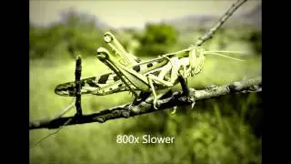 Crickets Chirping Slowed Down 800% (creepy)