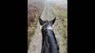 Trail riding across Cannock Chase on the spectacular Miss Darcy