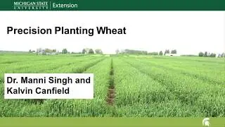 Precision Planting in Wheat