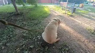 trip&dog