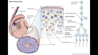 Physiology Ch 20 MALE Reproductive System