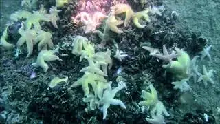 Fehmarn 2020 Bootstauchgang Wrack 