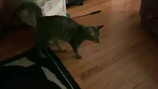 Playful Parcheesi 